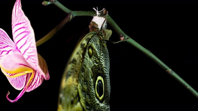 the process of emergence of Owl butterfly from the pupa, time lapse, the butterfly is born from the pupa and shakes its wings, cognitive and educational aid, macro photography
