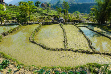 Rice fields in Nepal. The trek around Manaslu.