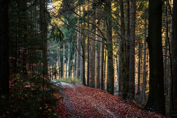 Autumn forest. Sun plays on the branches of trees and penetrates the entire forest with rays Walk...