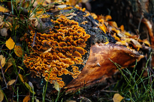 Yellow hairy curtain crust fungus settled on the old stump in Autumn, Stereum sp., Stereaceae in habitat. Close up photograph of Stereum hirsutum found on cut cross-section of Pine log.