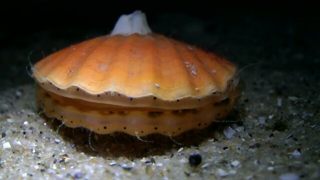 Smooth scallop (Flexopecten glaber) opens the  conch, close-up.