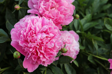 Pink peonies flower bloom in peonies garden. Nature. Fluffy pink peonies flowers background. 