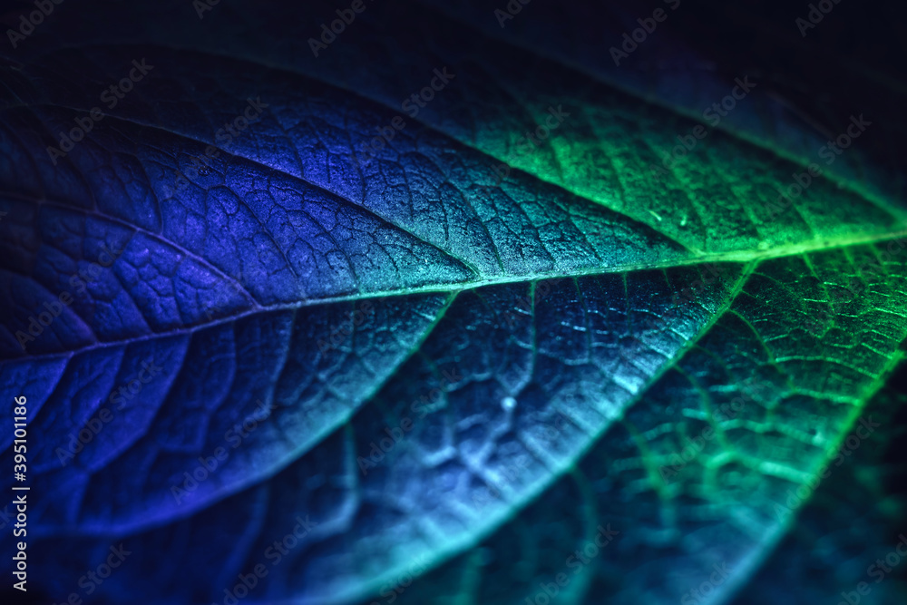 Aufkleber Close up Beautiful abstract leaf in colorful light. Minimalism modern style concept. Dark Background pattern for design.