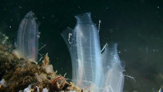 Yellow Sea Squirt (Ciona intestinalis) on a dark background, medium shot.