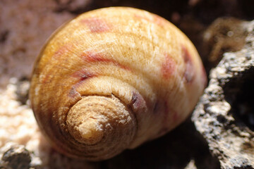 snail shell