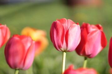 Tulip flowers bloom in spring background of blurry tulips in a tulip flowers garden. Nature illuminated by the sun.
