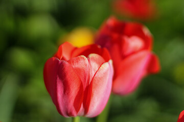 Tulip flowers bloom in spring background of blurry tulips in a tulip flowers garden. Nature illuminated by the sun.