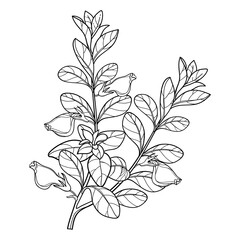 Branch of outline Nematanthus or goldfish plant with flower and leaf in black isolated on white background. 