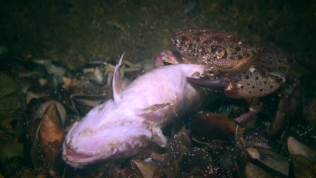 Warty crab or Yellow shore crab (Eriphia verrucosa) eating dead fish, wide shot.