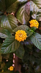 orange flower on a green background