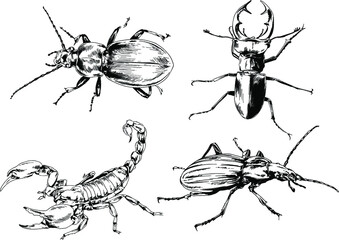 vector drawings sketches different insects bugs Scorpions spiders drawn in ink by hand , objects with no background	
