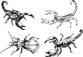 vector drawings sketches different insects bugs Scorpions spiders drawn in ink by hand , objects with no background	
