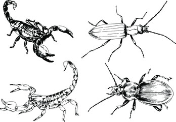 vector drawings sketches different insects bugs Scorpions spiders drawn in ink by hand , objects with no background	
