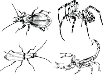 vector drawings sketches different insects bugs Scorpions spiders drawn in ink by hand , objects with no background	