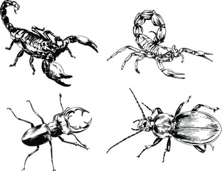 vector drawings sketches different insects bugs Scorpions spiders drawn in ink by hand , objects with no background	