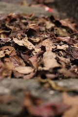 Dry leaves scattered through the streets of the neighborhood.