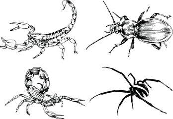 vector drawings sketches different insects bugs Scorpions spiders drawn in ink by hand , objects with no background	