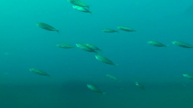 Visualization of a thermocline and galaklin: Near the border of water layers with different densities and temperatures often flock Mediterranean horse mackerel (Trachurus mediterraneus).