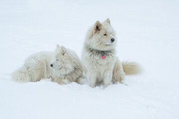 Two white Samoyed dogs sit on the white snow and look in different directions. Horizontal orientation