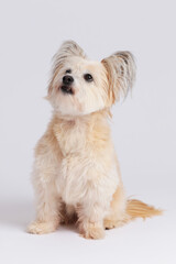 Small mixed breed dog sitting on white background