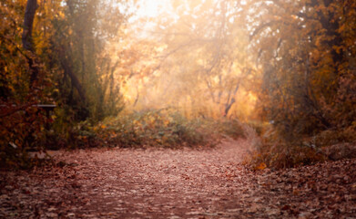 Beautiful Autumn Forest trail. Autumn background, backdrop