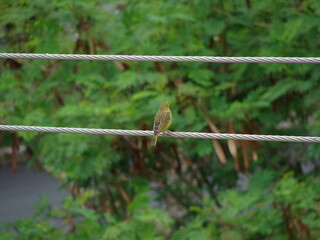 Green and yellow bird resting on telephone wire.