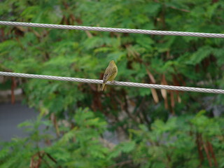 Green and yellow bird resting on telephone wire.