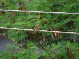 Green and yellow bird resting on telephone wire.