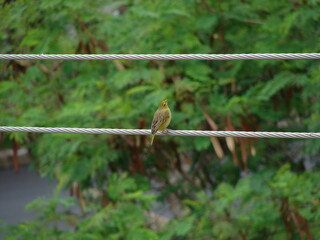 Green and yellow bird resting on telephone wire.