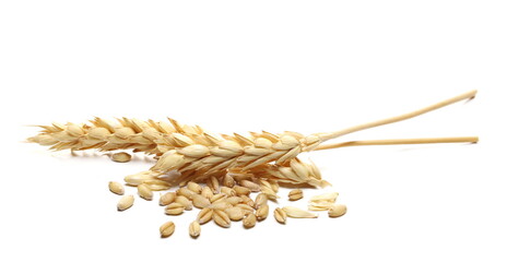Ears of wheat and kernels isolated on white background
