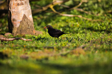 Common blackbird in Iceland in the summer.