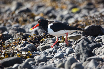Eurasian oystercatcher in Iceland. Summer