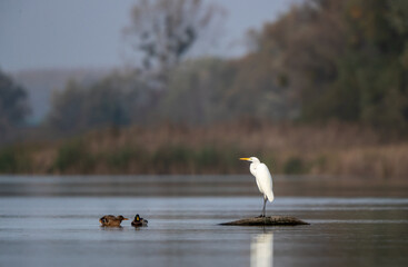 Great white heron and two wild ducks in water