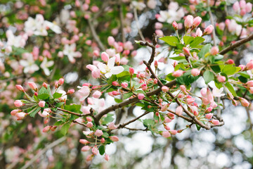 Branch with white pink Apple flowers in the spring garden. Selective focus. Spring bloom.