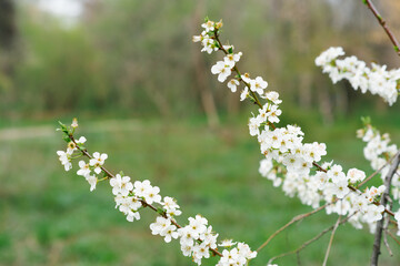 Branch with white cherry flowers in the spring garden. Selective focus. Spring bloom. The first day of spring. Copy space