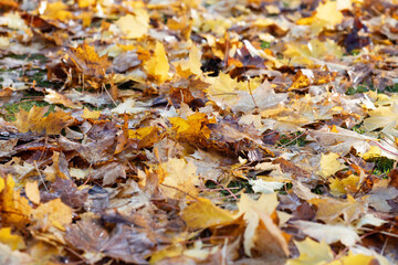 Yellow autumn leaves on the ground