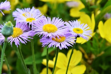 Beautiful violet daisy with selective focus and blurred yellow flower on background. Spring blooming flowers. Blue chrysanthemum and yellow meadow flowers on flowerbed.