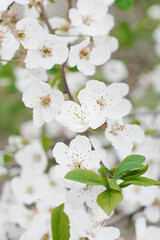 Fototapeta premium White pear flowers close-up in the spring garden. Selective focus.