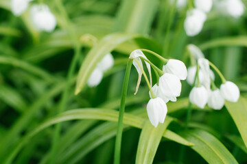 Obraz premium White flowers of Allium paradoxum in the spring in the forest close-up. Selective focus