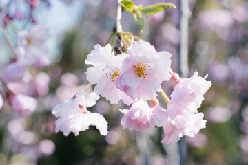 Spring cherry blossoms blooms, pink flowers, Sakura Japanese flowers season. Selective focus. Blooming tree on the background of nature. Spring Background