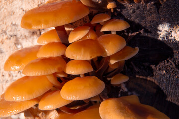 Autumn mushrooms grow on trees