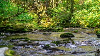stream in the forest