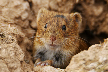 Central European vole (Microtus arvalis arvalis) looking out of its burrow near Wolferstedt, Germany