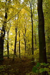 Autumn trees fall colours