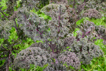 Leaf curly cabbage kale winter plant leaves bio organic field plantation harvest vegetables Brassica oleracea sabellica cultivars green, purple red bush Italian resistant frost salad garden