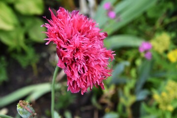 Unusual red poppy flower with selective focus on blurred green background. Beautiful single poppy flower. Summertime. 