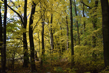 Fototapeta premium Autumn trees fall colours