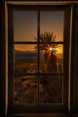 Cactus at Sunset in Window