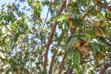 Almonds nuts. Green Almonds on the tree ready for harvest.