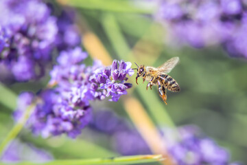 Bee flying over a purple flower, on a blurred background collecting pollen.